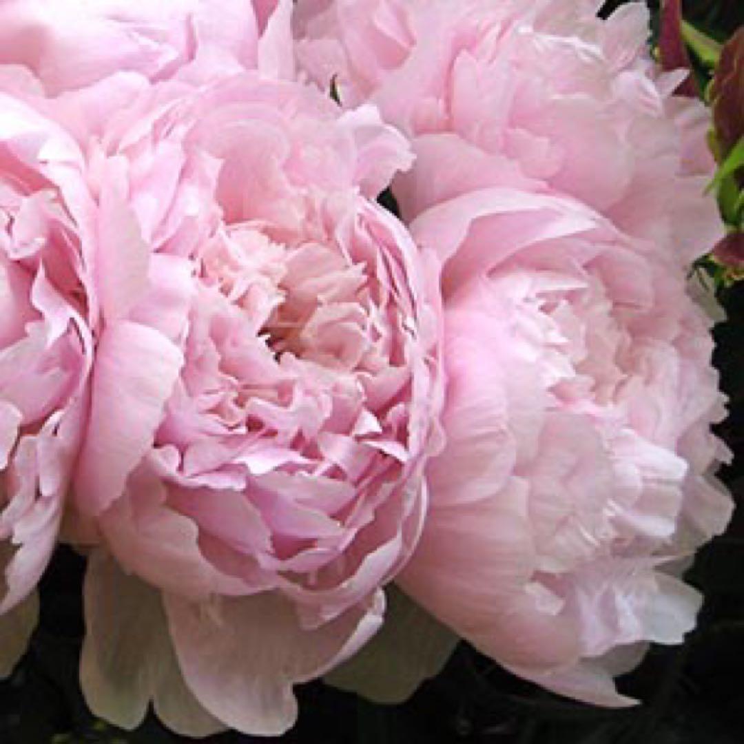 化粧水・ローション・トナー a.miyako0324