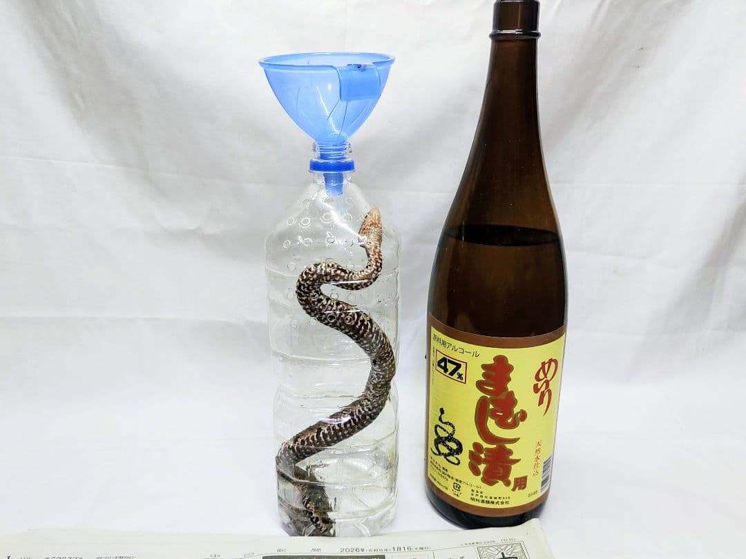 まむし焼酎！2026令和8年